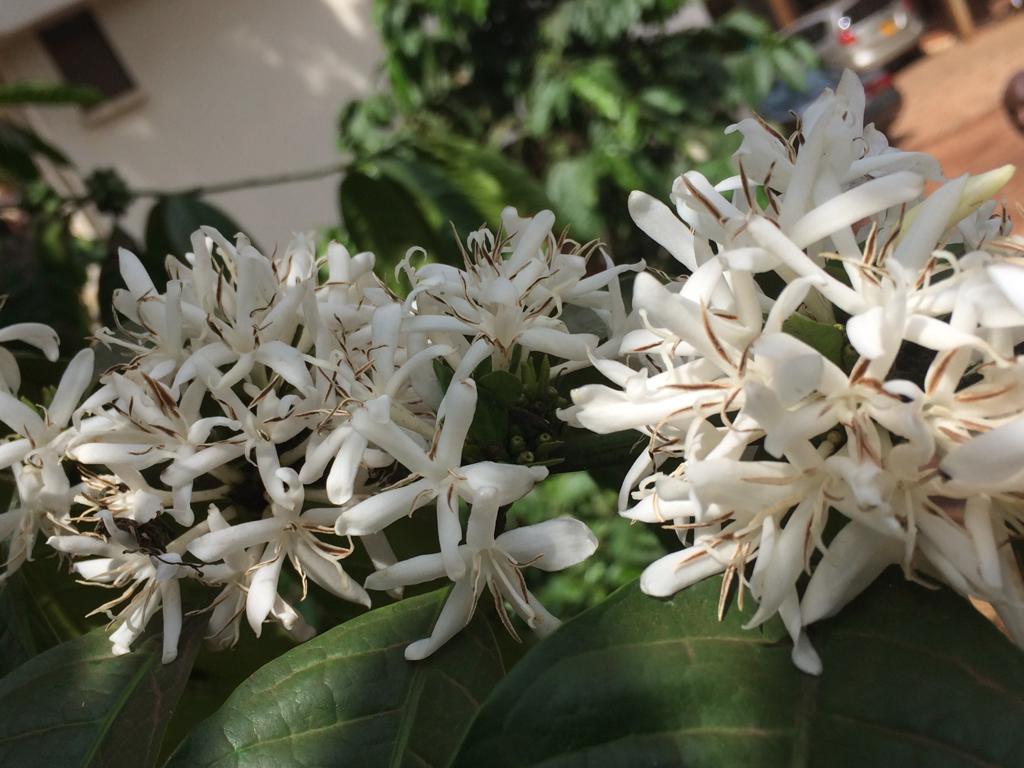 Nakakono Coffee Blossom